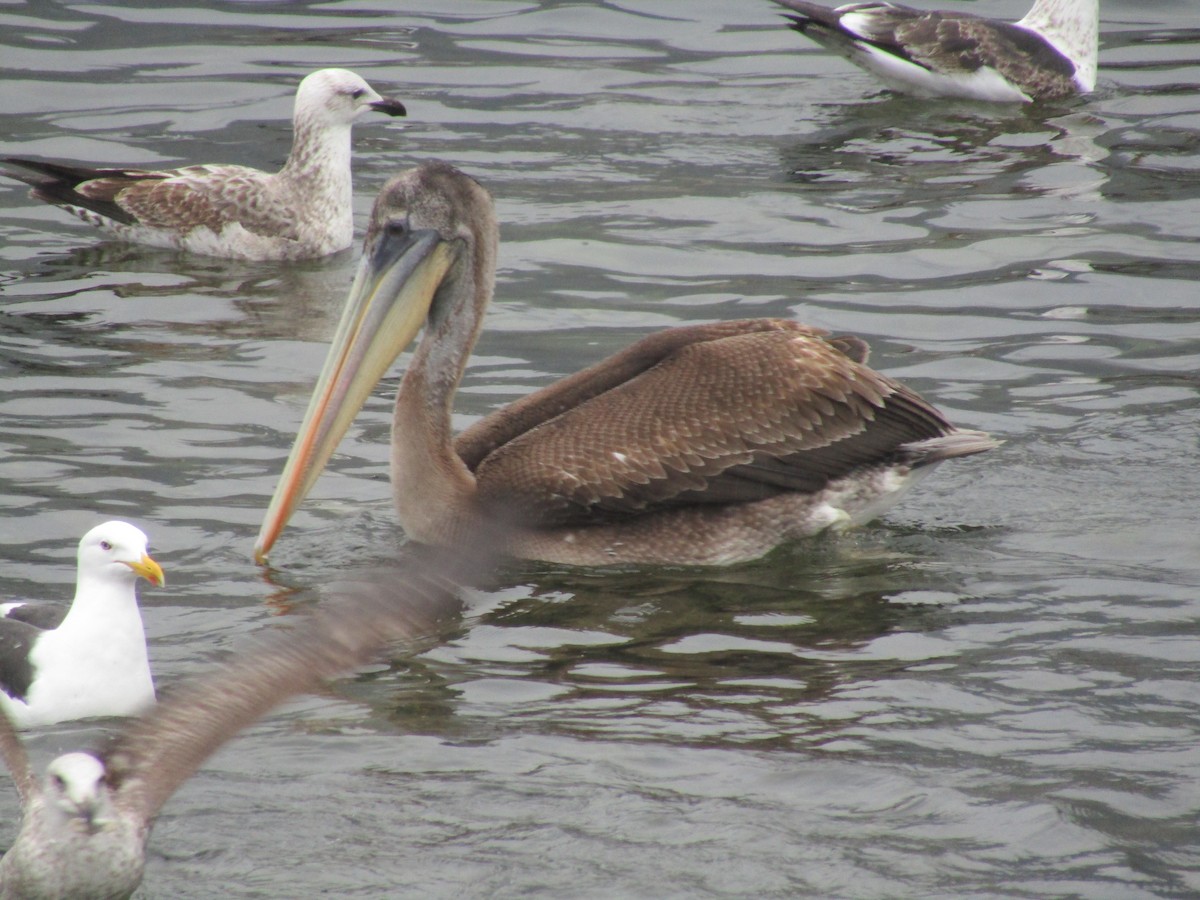 Peruvian Pelican - ML487727691