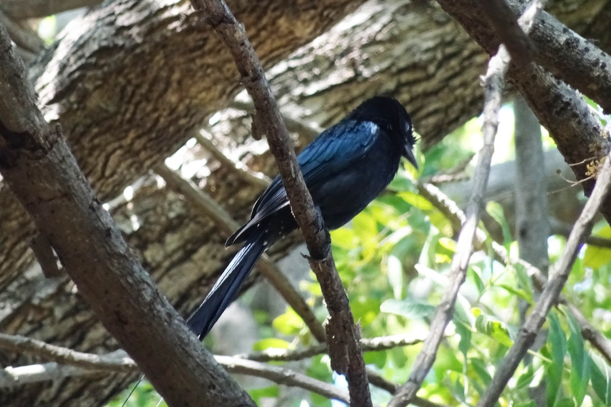 drongo vlajkový - ML48772791