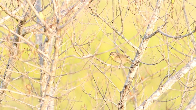 Paruline masquée - ML487728