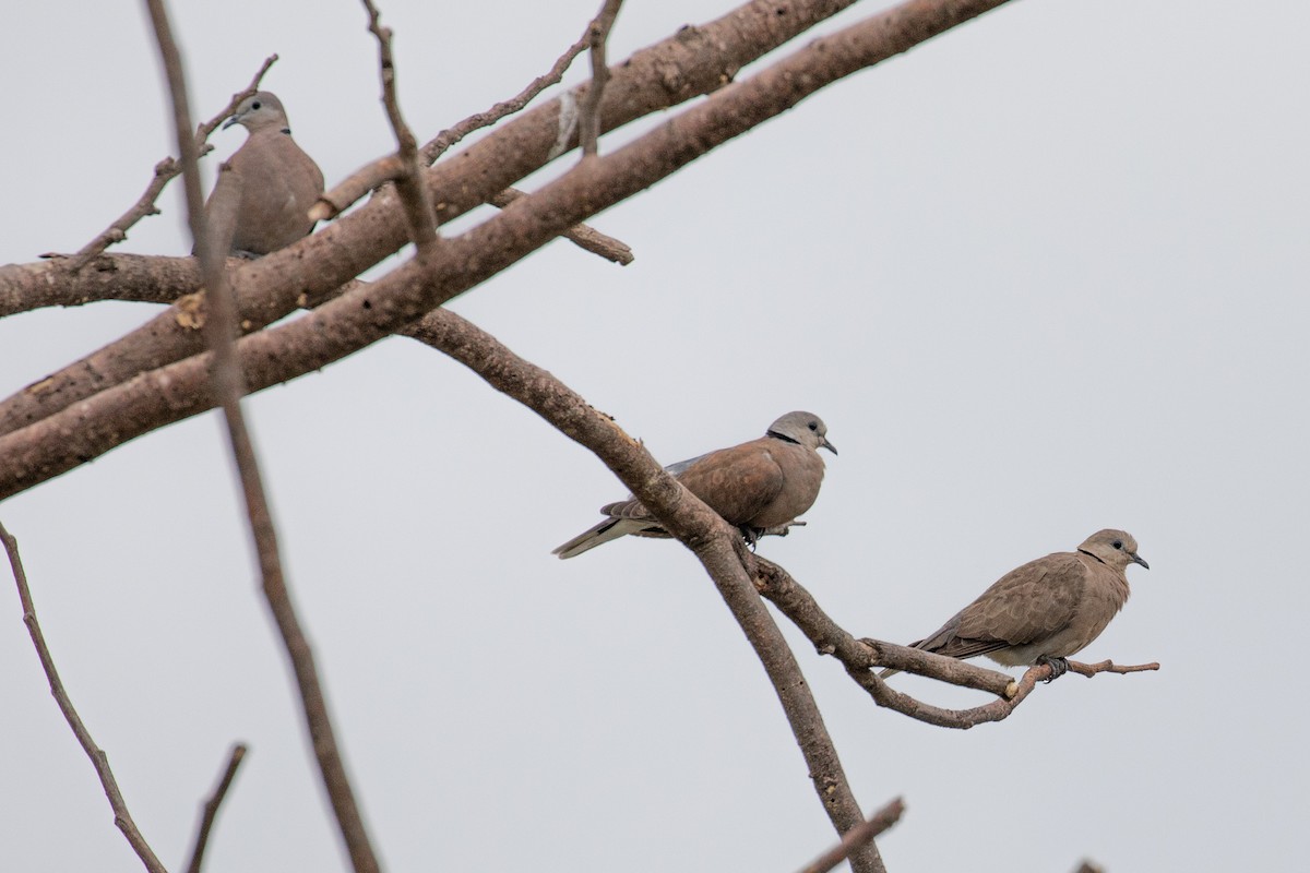 Red Collared-Dove - ML487728051
