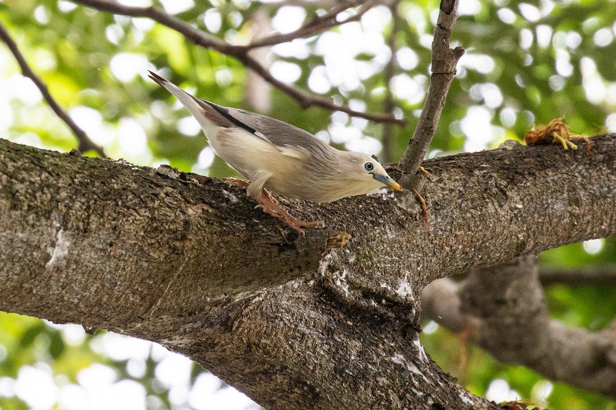 Chestnut-tailed Starling - ML487728071