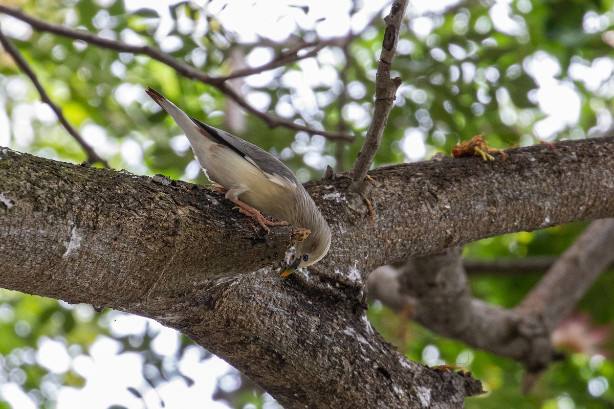 Chestnut-tailed Starling - ML487728081