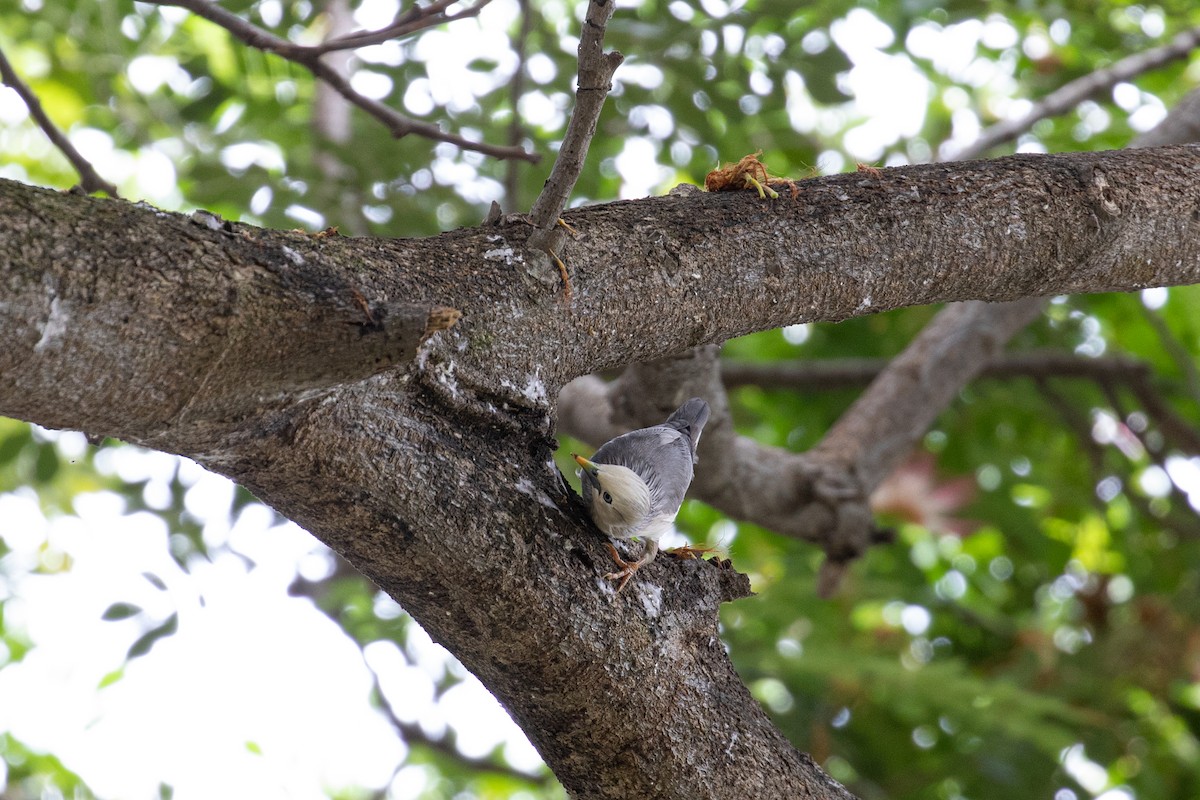 Chestnut-tailed Starling - ML487728091