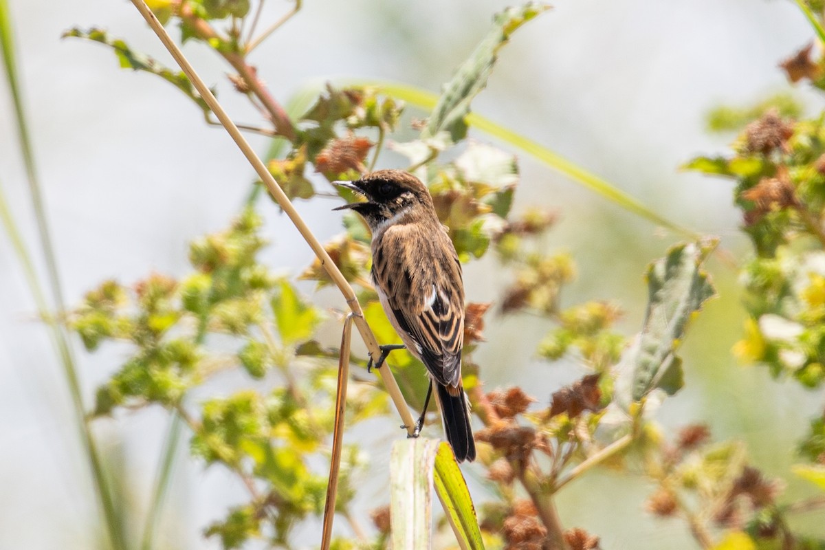 Amur Stonechat - ML487728121