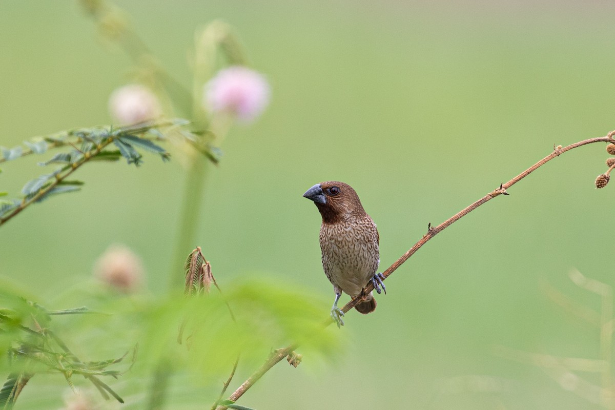 Scaly-breasted Munia - ML487728161