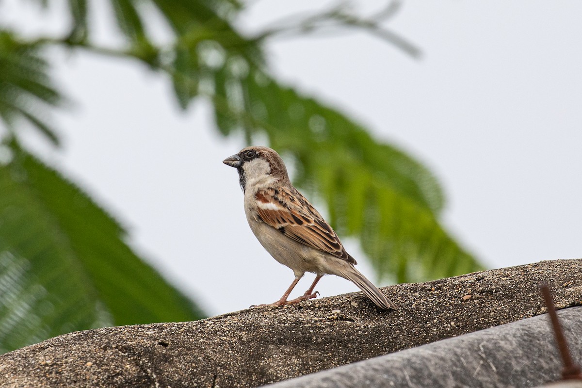 House Sparrow - ML487728181