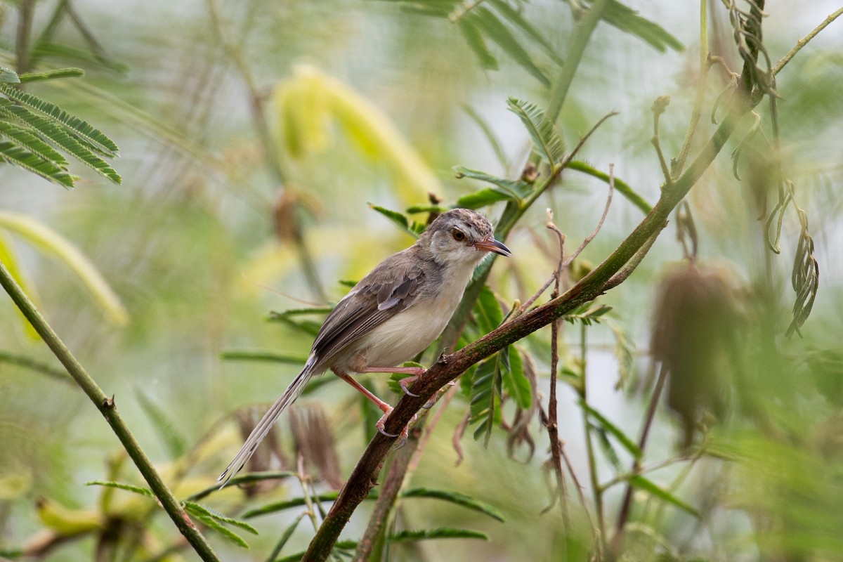 Plain Prinia - ML487728381