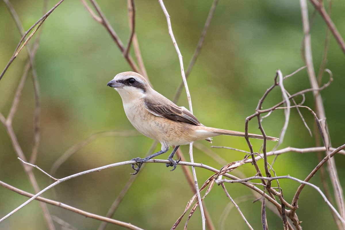 Brown Shrike (Brown) - ML487728401