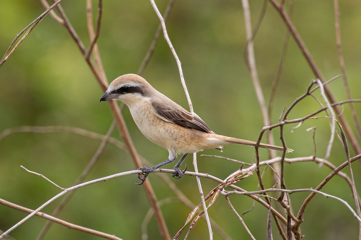 Brown Shrike (Brown) - ML487728411