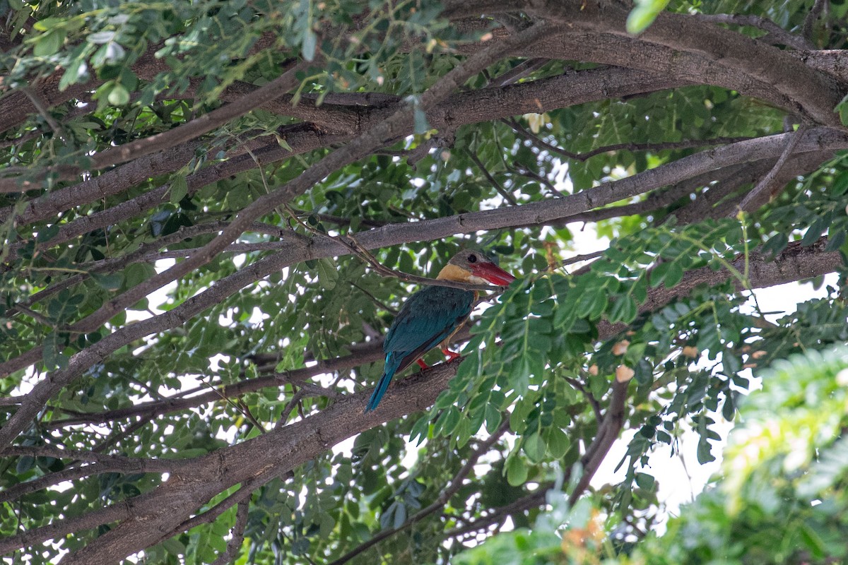 Stork-billed Kingfisher - ML487728451