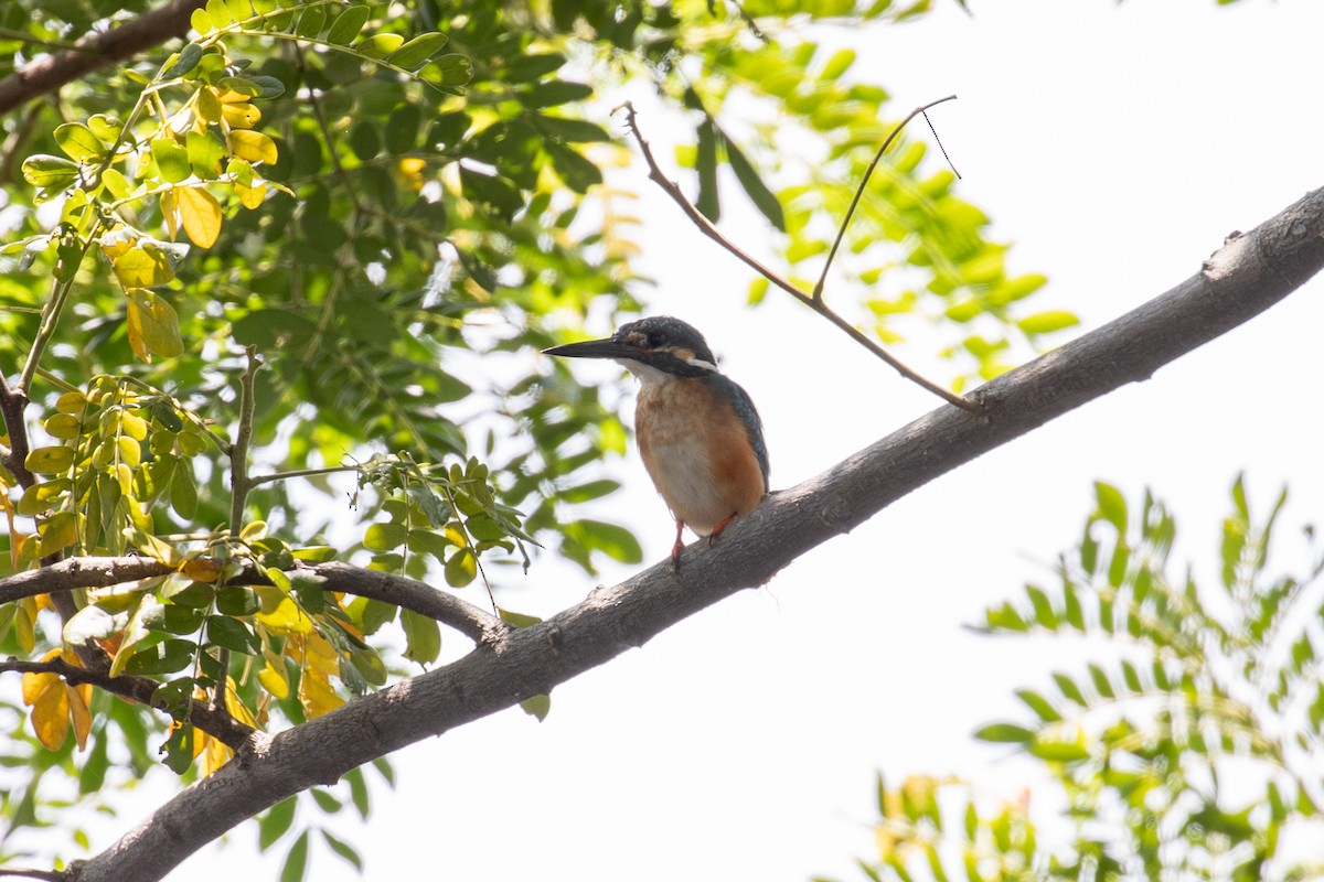 Common Kingfisher (Common) - ML487728551