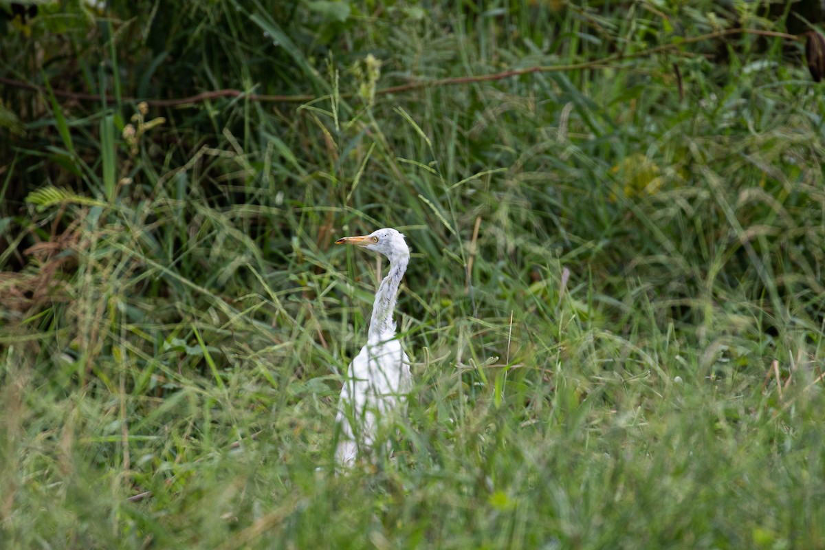 Eastern Cattle-Egret - ML487728611