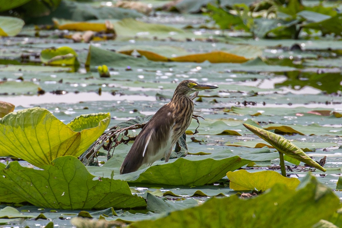 pond-heron sp. - ML487728651