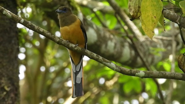 trogon indický - ML487728691