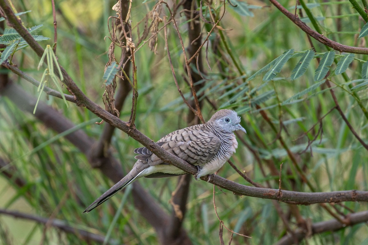Zebra Dove - ML487728741