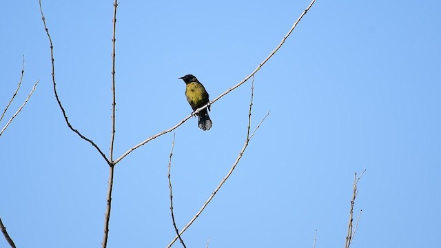 Unicolored Blackbird - ML487729001