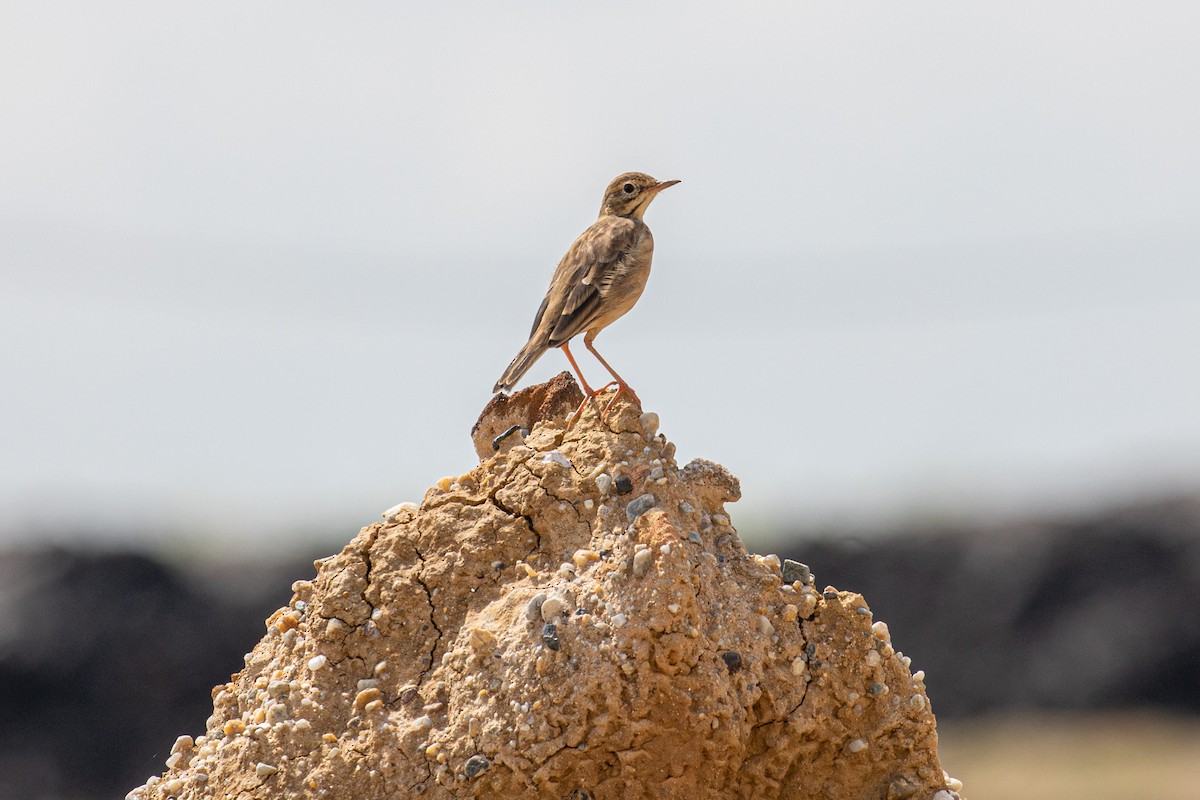 Paddyfield Pipit - ML487729011