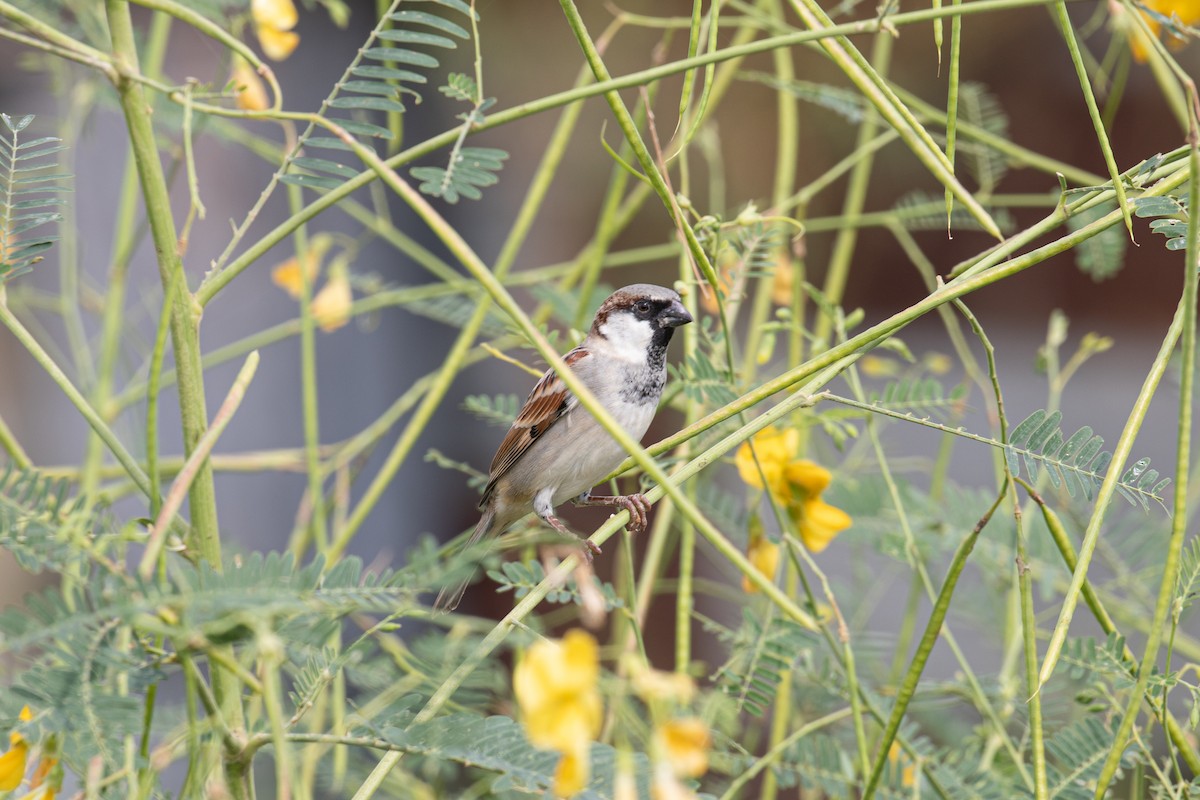 House Sparrow - ML487729061