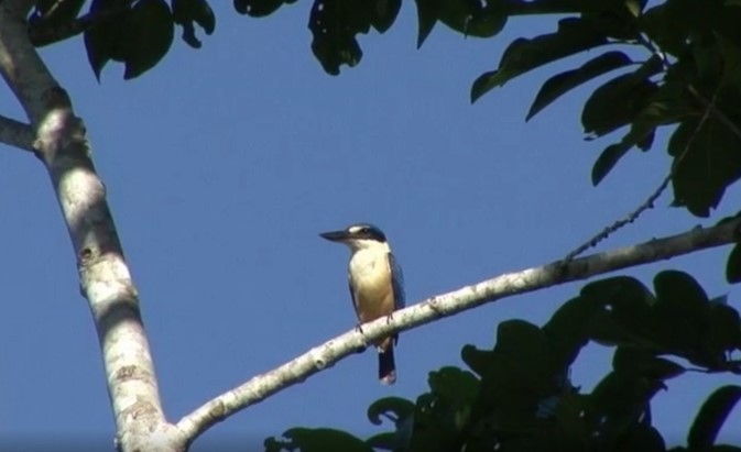 Melanesian Kingfisher - ML487729081