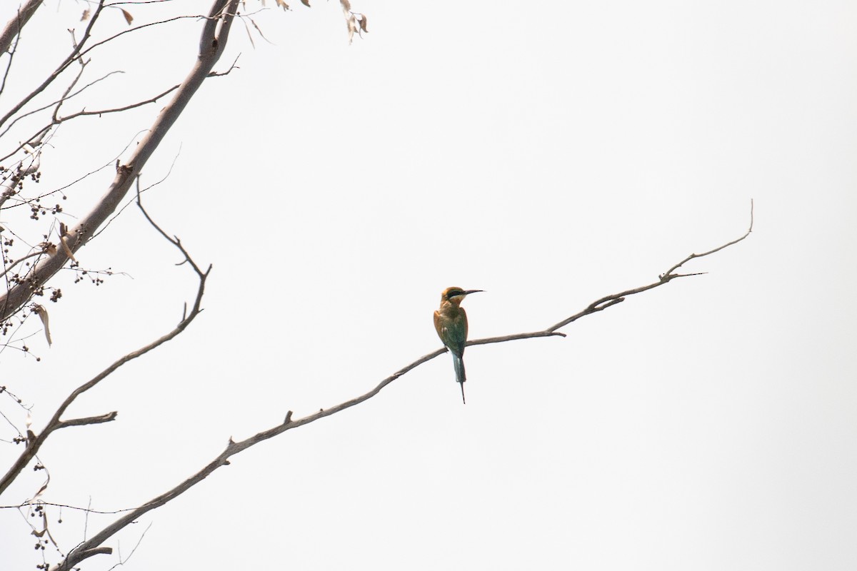 Blue-tailed Bee-eater - ML487729091