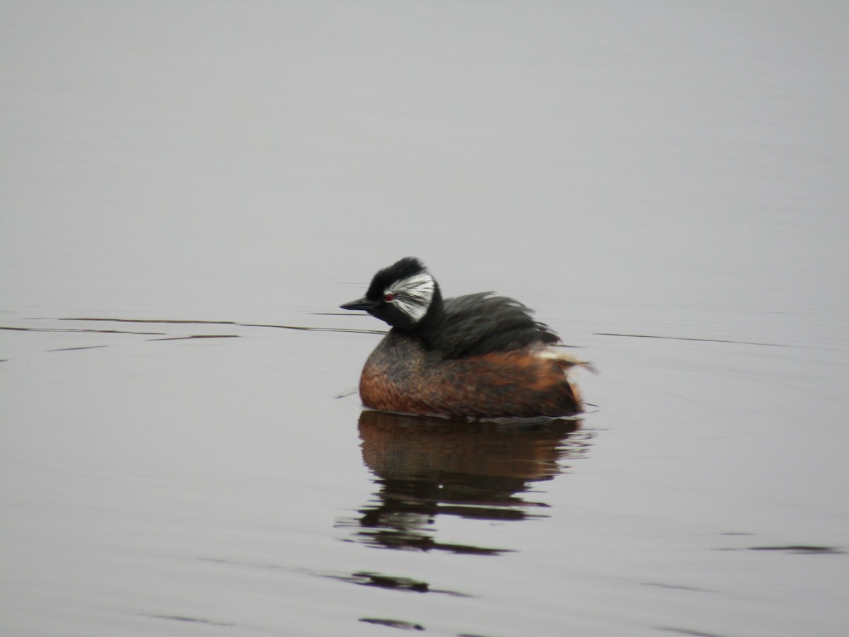 White-tufted Grebe - ML487729101