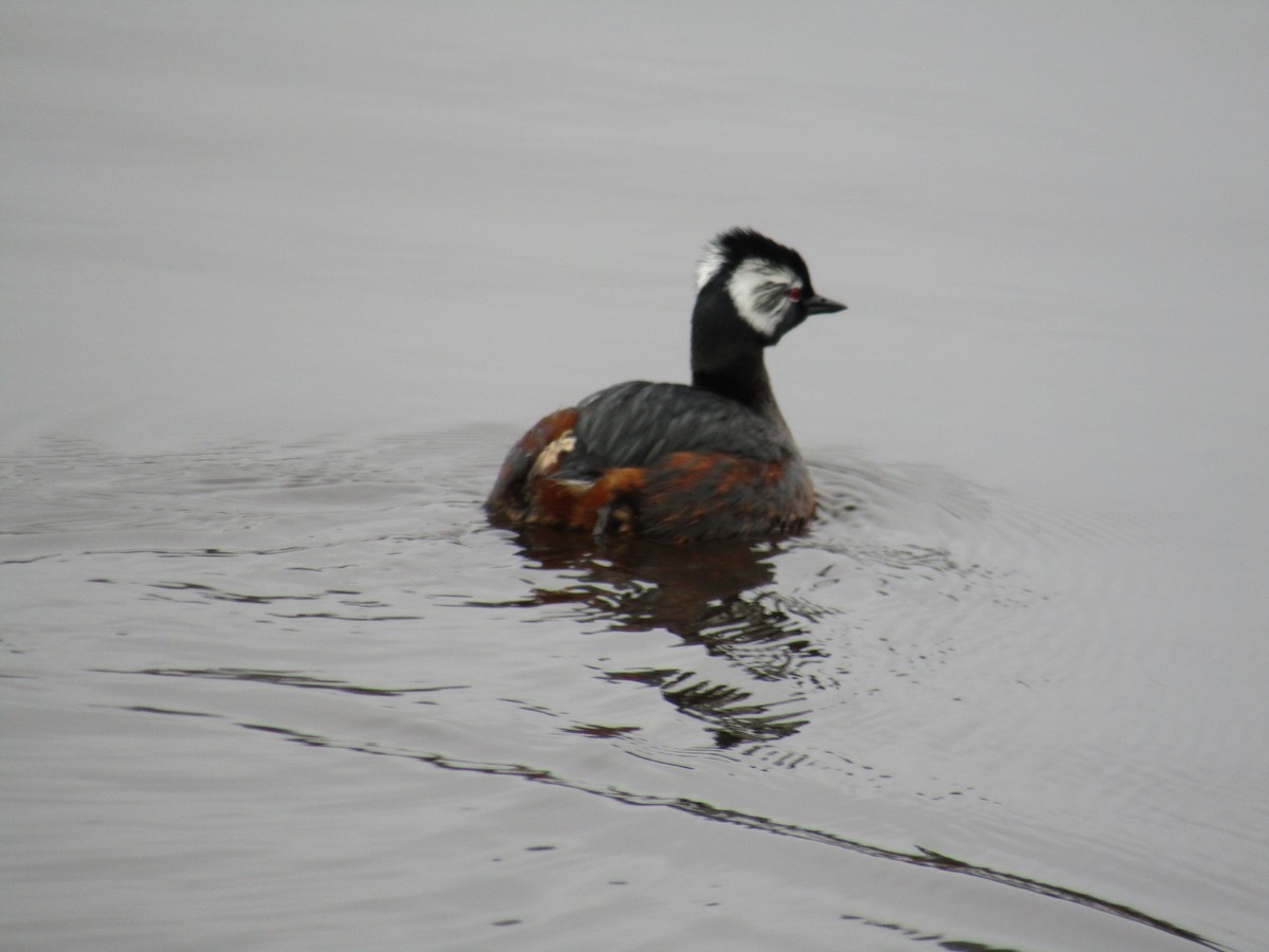 White-tufted Grebe - ML487729111