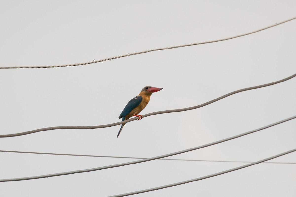 Stork-billed Kingfisher - ML487729161