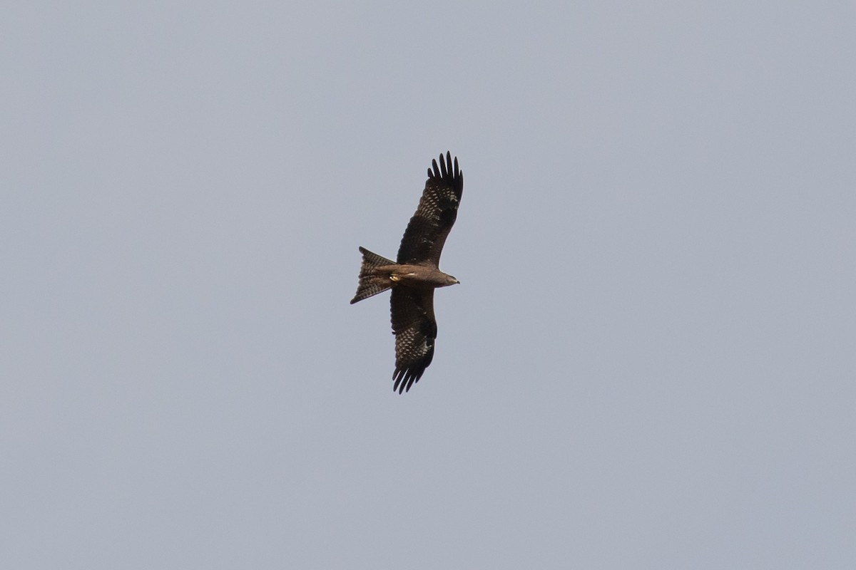 Black Kite - ML487729221