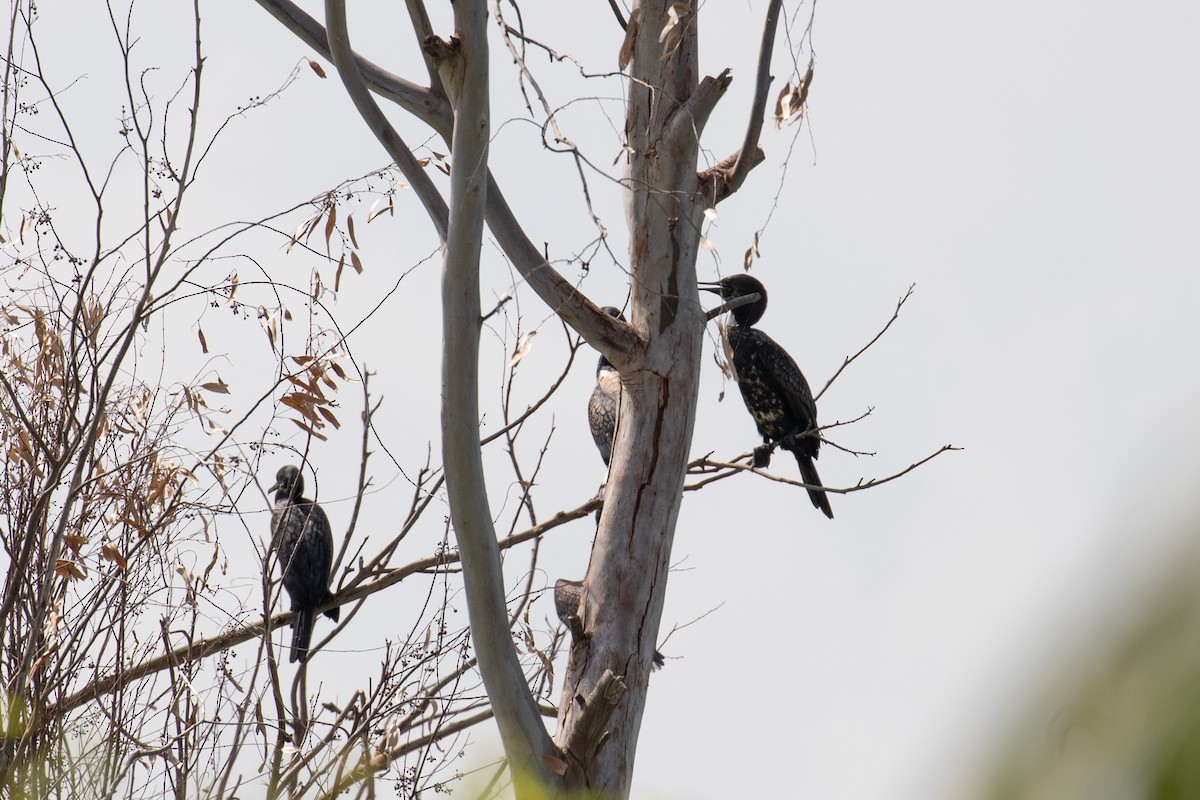 Indian Cormorant - ML487729251