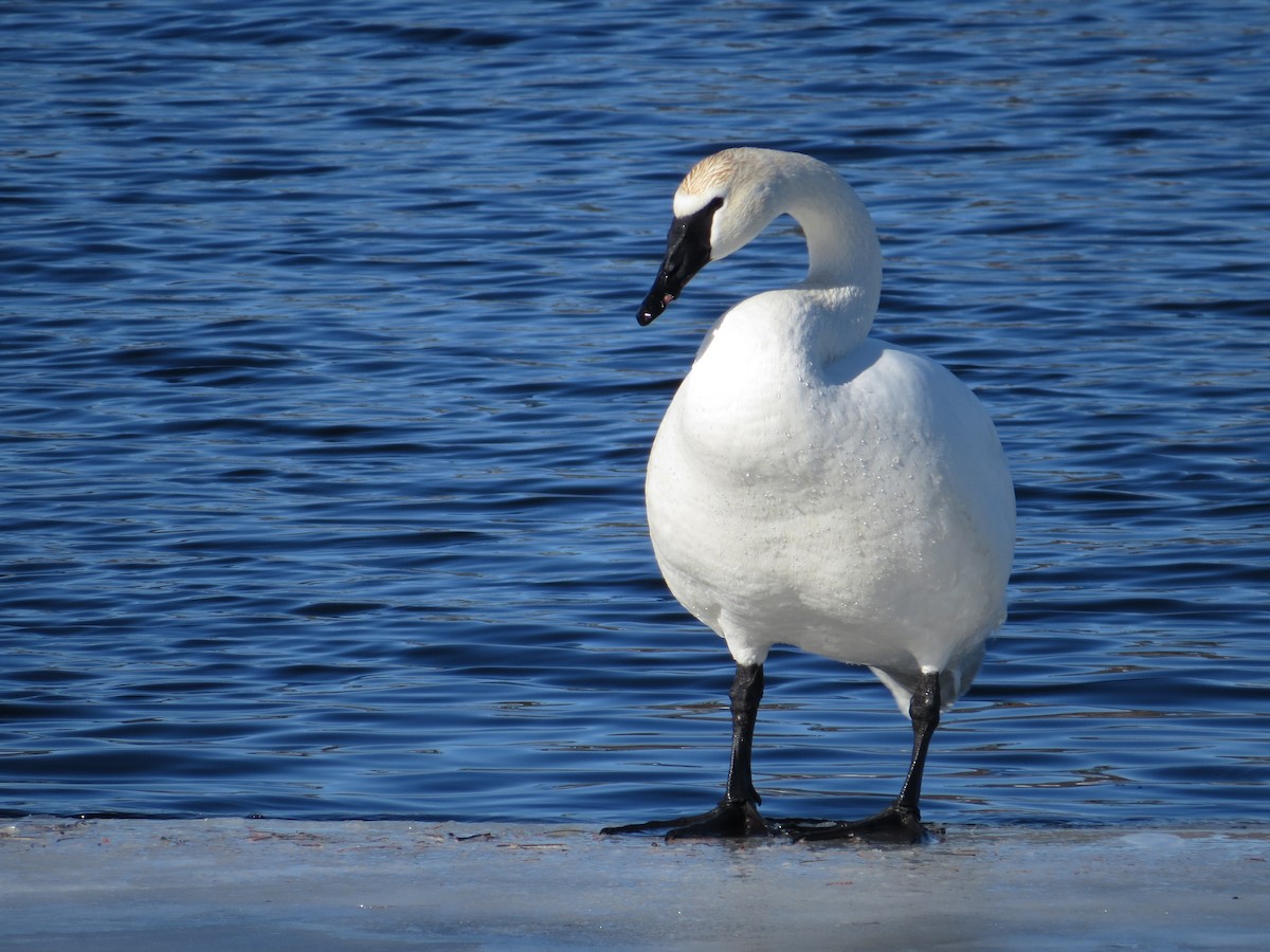 Trumpeter Swan - ML48772941