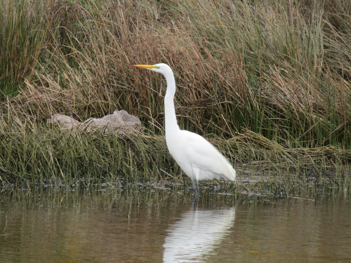 Great Egret - ML487729521