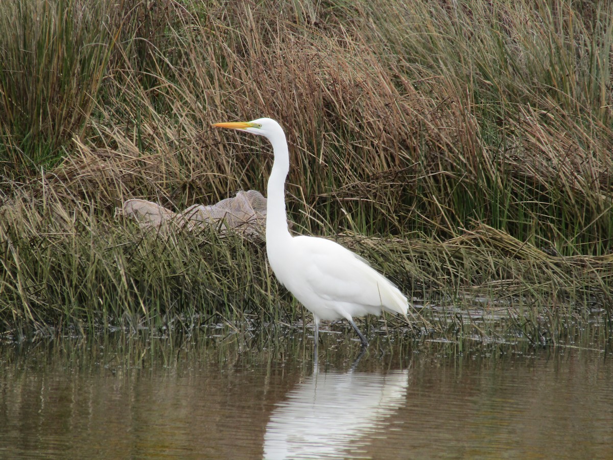 Great Egret - ML487729551