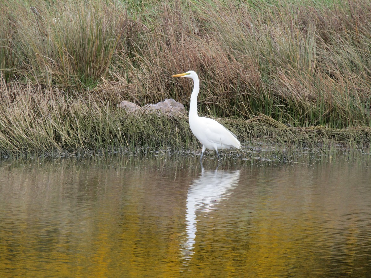 Great Egret - Claudio Jorge Paccot