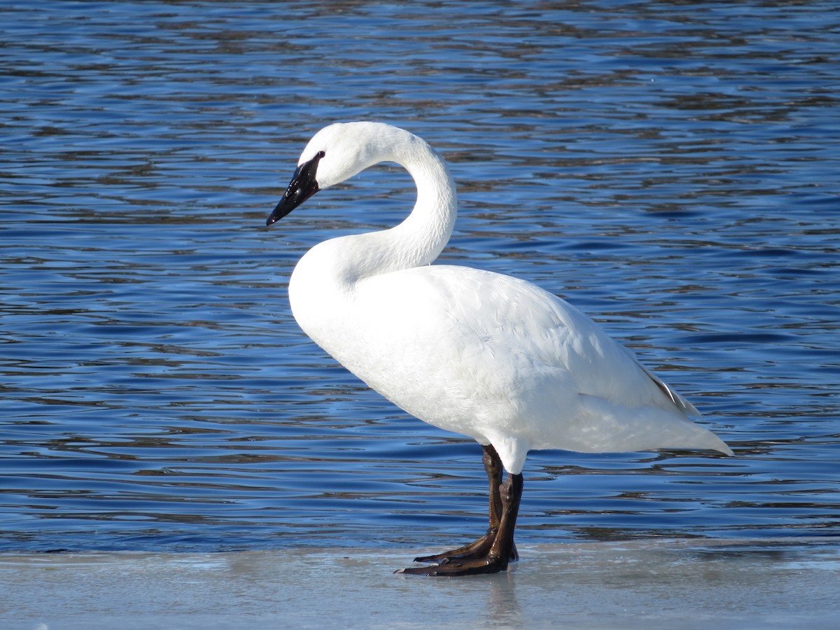 Trumpeter Swan - ML48772971