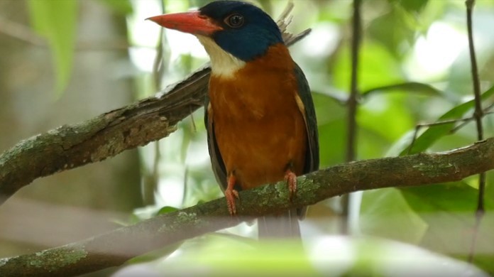 Green-backed Kingfisher (Blue-headed) - ML487729941