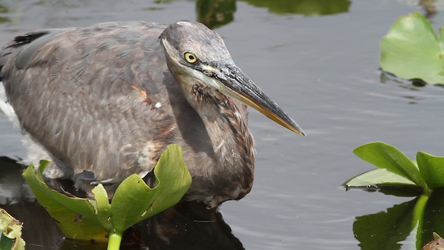 Great Blue Heron (Great Blue) - ML487730