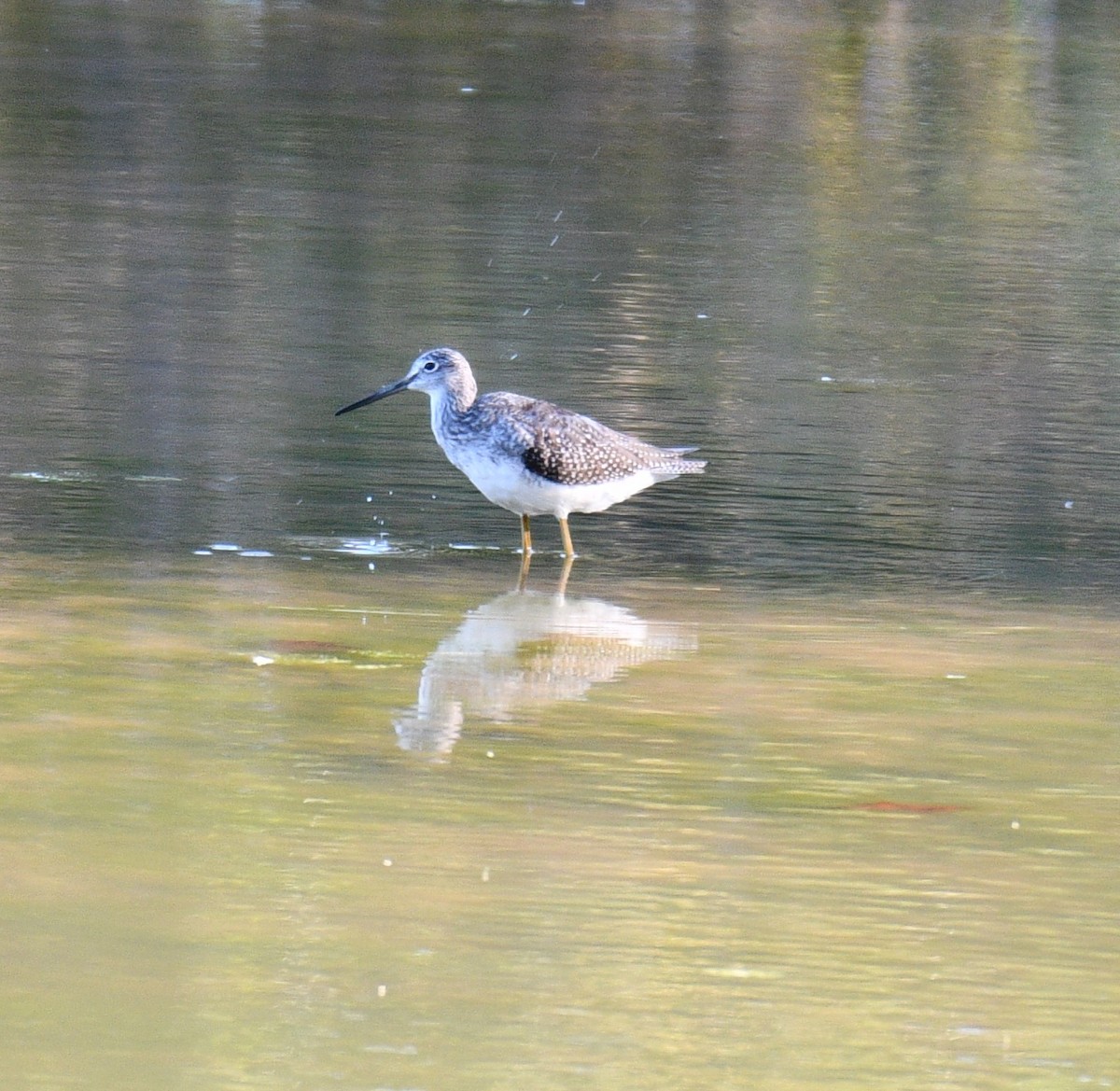 Greater Yellowlegs - Dennis Utterback