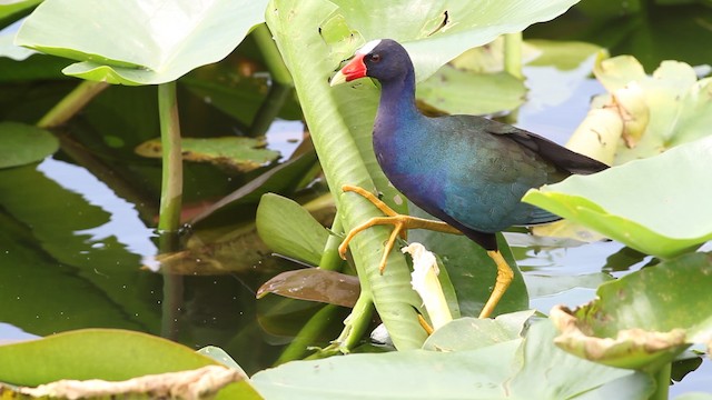 Purple Gallinule - ML487732