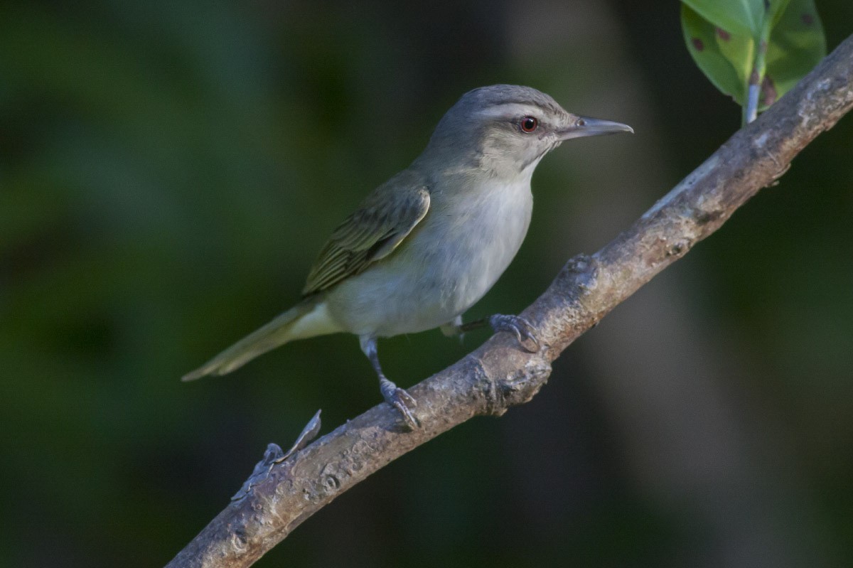 Black-whiskered Vireo - Michael Todd