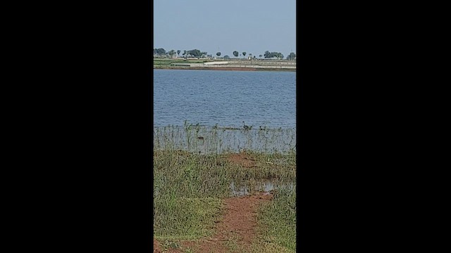 ברווז עקוד-מקור הודי - ML487732851