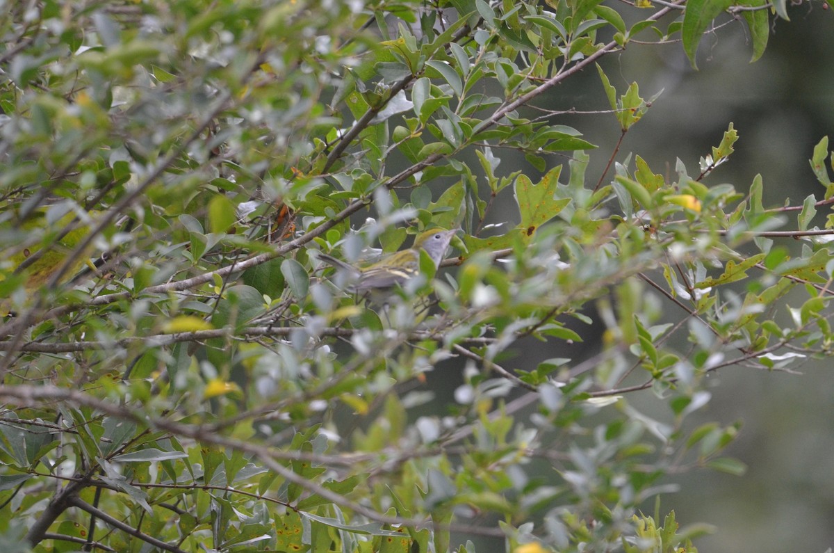 Chestnut-sided Warbler - ML487734121