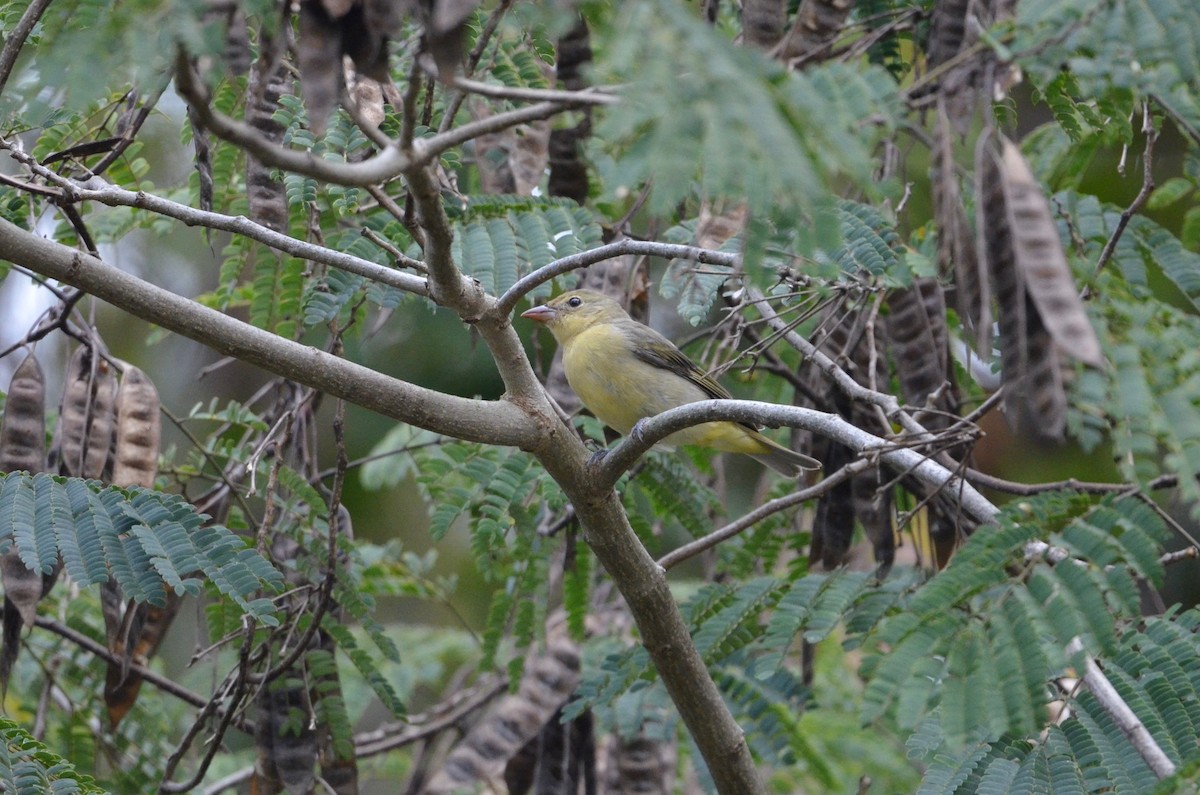 Scarlet Tanager - ML487734441