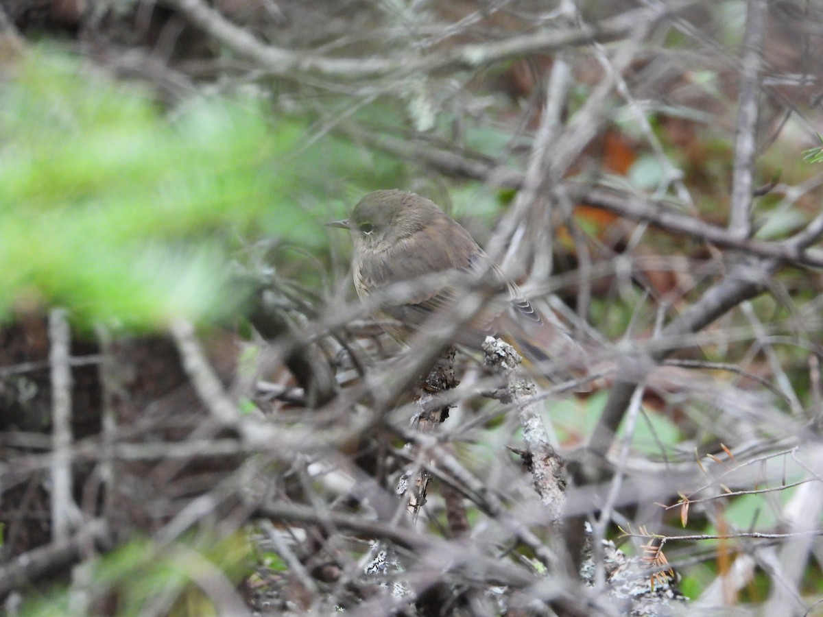 Palm Warbler - ML487734831