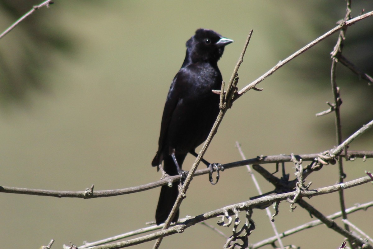 Shiny Cowbird - ML487735111