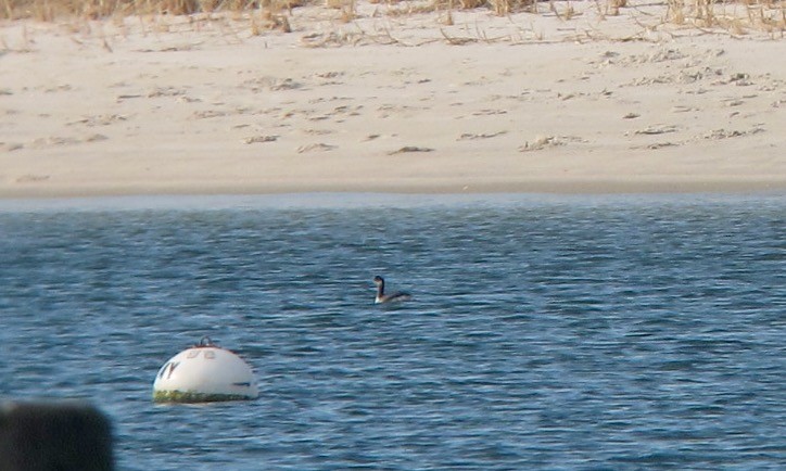 Eared Grebe - Shai Mitra