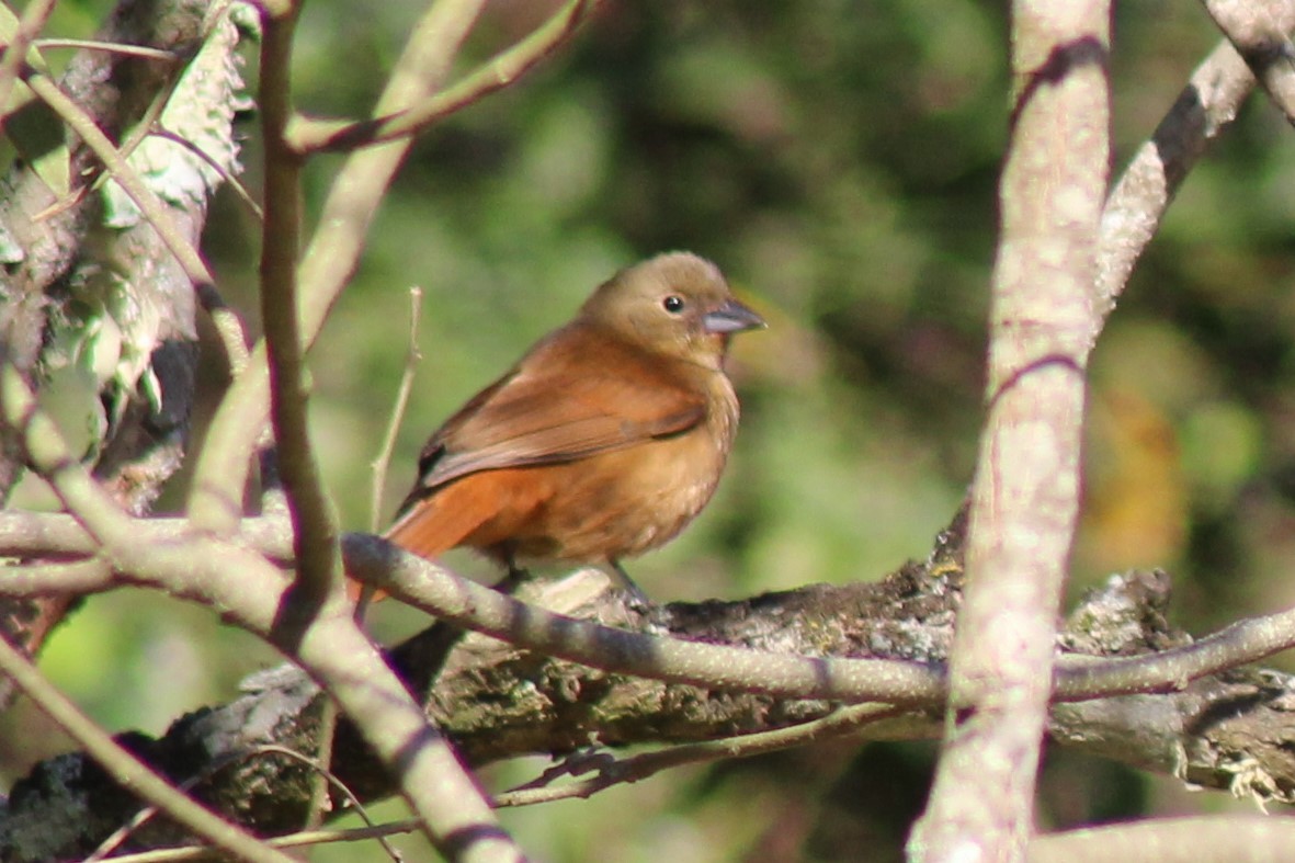 Ruby-crowned Tanager - ML487735321