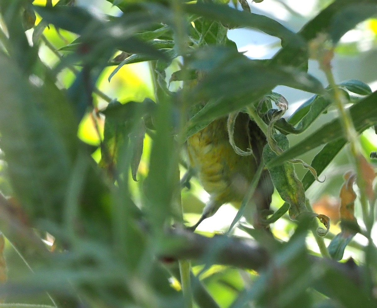 Tennessee Warbler - ML487735601