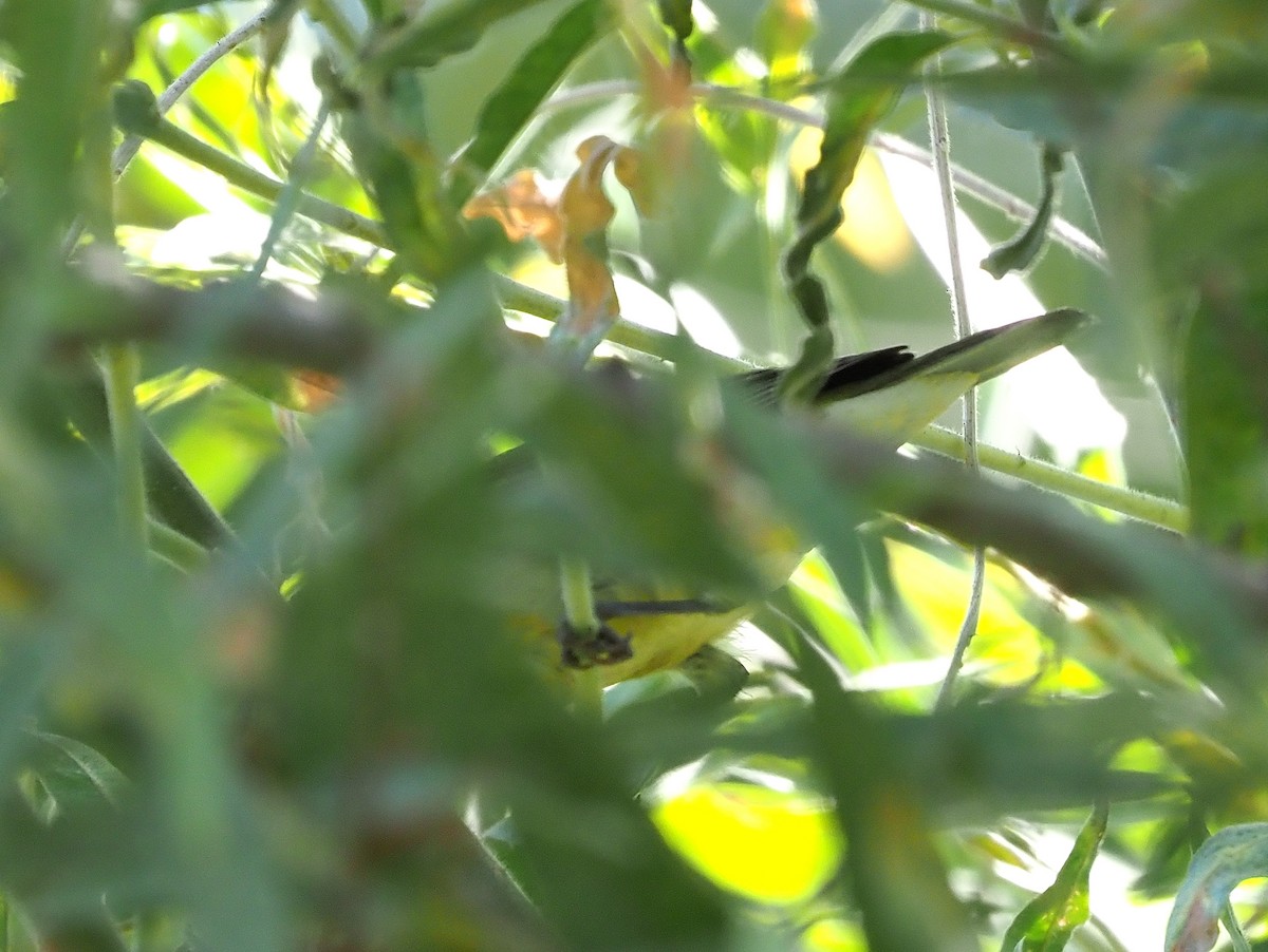 Tennessee Warbler - ML487735611