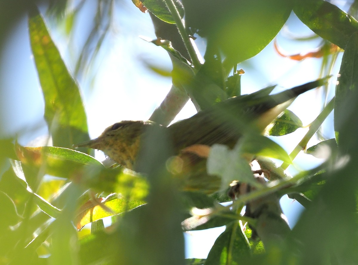 Tennessee Warbler - ML487735621