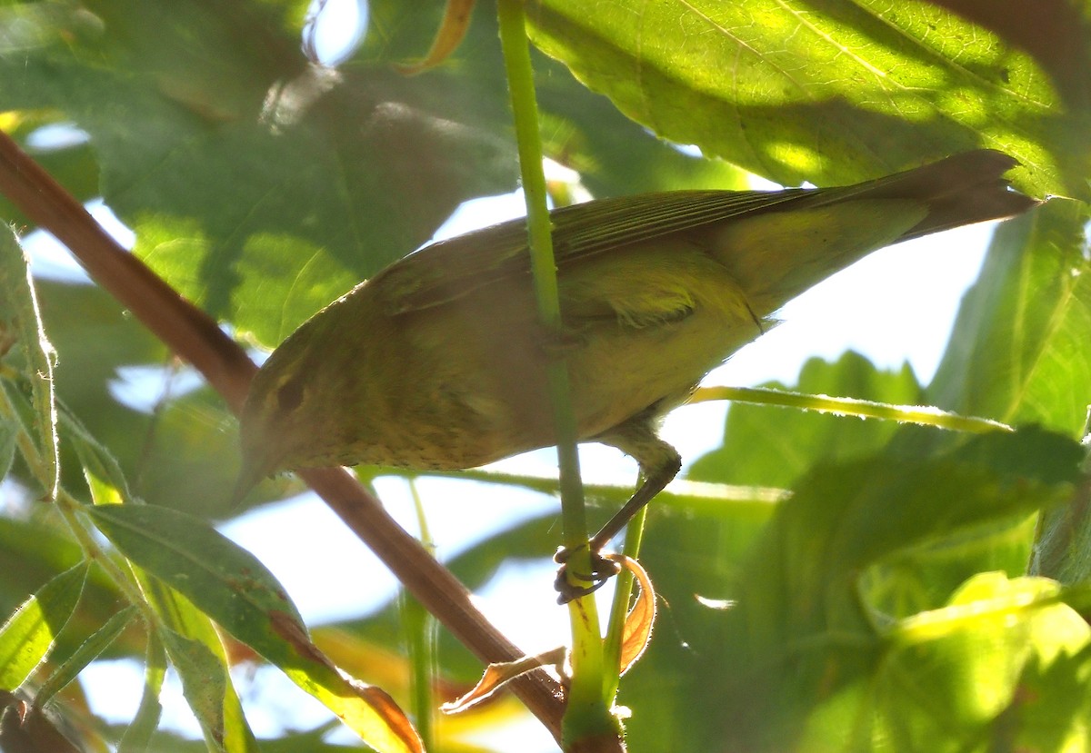 Tennessee Warbler - ML487735631